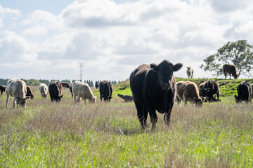 Angus and Murray grey cattle eating grass in Australia.