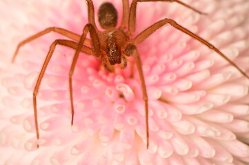 pink flower on spider macro shot