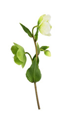 Green hellebore flowers, buds and leaves isolated