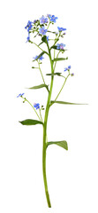 Blue forget-me-not (Brunnera) flowers isolated