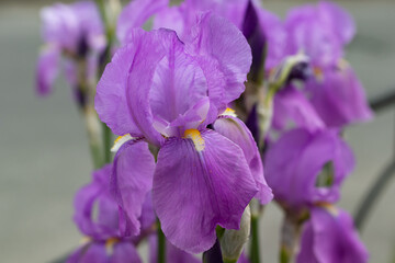 Beautiful blooming Purple Iris flowers on blurred background. Selective focus