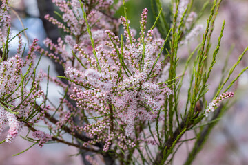 Soft blooming of salt cedar green plant with pink flowers