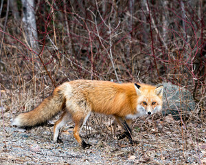 Red Fox Photo Stock. Fox Image. Close-up side view, foraging in the field with blur spring foliage background in its environment and habitat displaying fox tail, fur. Picture. Portrait.