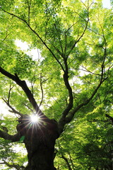 Obraz premium 逆光で鮮やかな色を見せる紅葉の葉