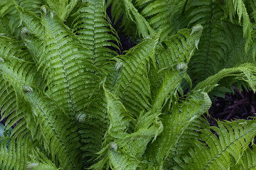 Beautiful Fern background made with young green leaves. Beautiful ferns leaves green foliage