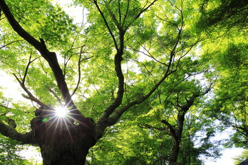 逆光で鮮やかな色を見せる紅葉の葉