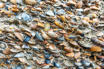 Muscheln