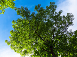 Green tree crown against blue sky with sunlight through the leaves. Beautiful nature background