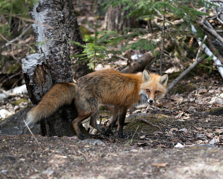 Red Fox Photo Stock. Fox Image. Close-up profile side view in the spring season displaying fox tail, fur, in its environment and habitat with a blur forest background.
