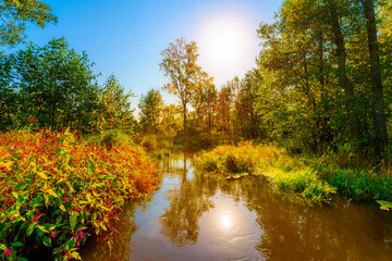 Stream flowing through the colorful autumn forest on a sunny and clear day