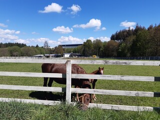 Yegua junto a su cría en un cerco en Galicia