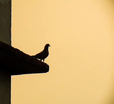 dove on the roof