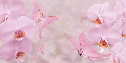 pink butterfly and pink orchid