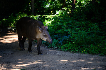 Walking tapir on a well-trodden path.