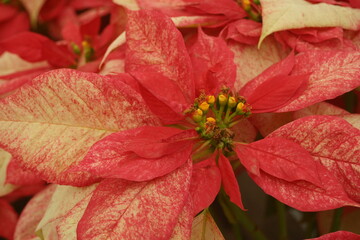 Yellow and Red Poinsettia Flowers Very Close Creating an Interesting Pattern Ready for the Holiday Season