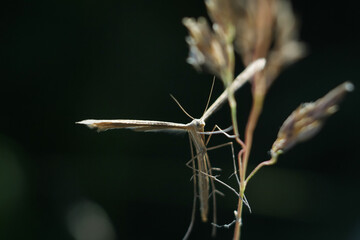 grasshopper sitting on a flower
