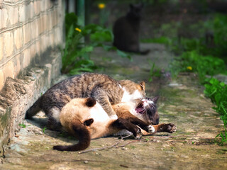 Two male cats are fighting over a female cat