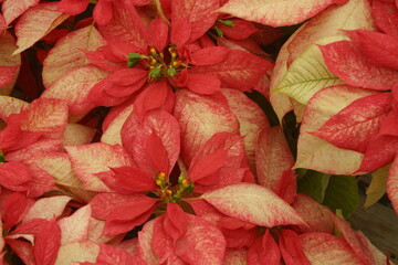 Yellow and Red Poinsettia Flowers Very Close Creating an Interesting Pattern Ready for the Holiday Season
