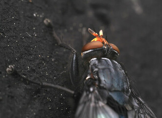 fly on the ground