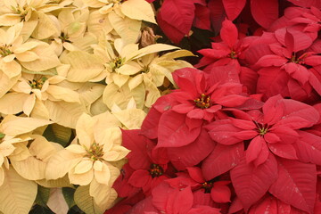 Yellow and Red Poinsettia Flowers Very Close and Ready for the Holiday Season