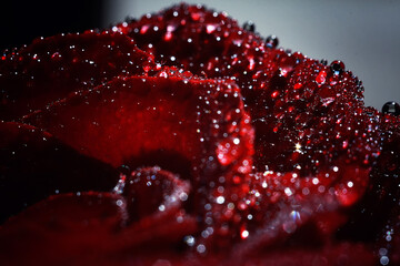 red rose with drops