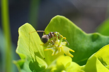 ant on a yellow flower