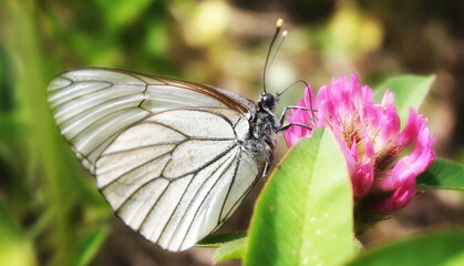 butterfly on a flower