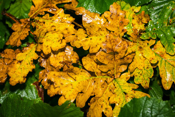 Colorful tinted oak leaves after the rain.