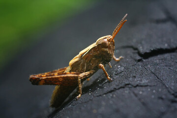 grasshopper on the ground