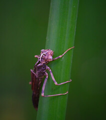 beetle on a flower
