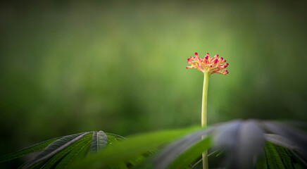 red flower in the garden