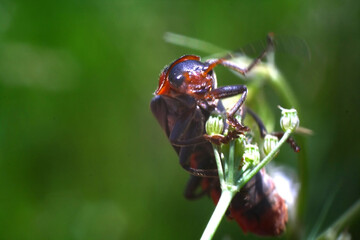 bug on a green leaf