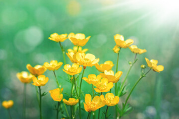 Fototapeta premium Yellow flowers on a background of summer meadows and sunbeams.
