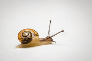 Little snail crawling on a white plate.