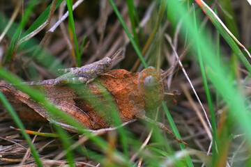 grasshopper with baby