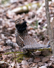 Partridge Stock Photos. Grouse struts mating plumage.  Mating season. Fan tail. Brown colour feathers plumage. Spring season. Image. Portrait. Picture.