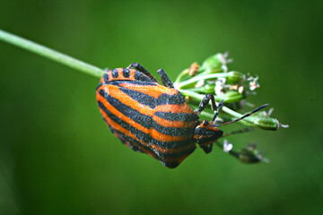 bug on leaf