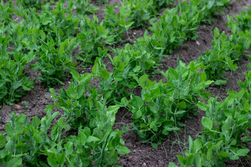 green beans growing in the garden 