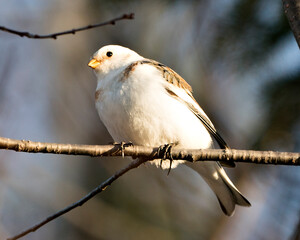 Snow bunting Photo Stock. Close-up, perched on a tree branch with a blur background and enjoying its environment and habitat. Image. Picture. Portrait.