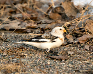 Snow bunting Photo Stock. close-up, foraging for food with a blur brown leaves background and enjoying its environment and habitat. Image. Picture. Portrait.