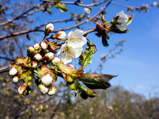Low Angle View Of white Cherry Blossoms Against Sky
