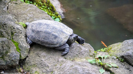 池の畔の石の上を歩く亀
