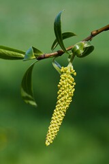 Risen blooming inflorescences male flowering catkin or ament on a Salix alba white willow in early spring. Collect pollen from flowers and buds. Spring easter pussy willow branches. Easter palm sunday