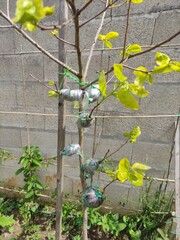 bicycle in garden