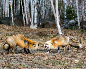 Naklejka na ściany i meble Red Fox Photo Stock. Fox Image. Couple interacting with birch trees background in the springtime displaying open mouth, tongue, teeth, fox tail, fur, in their environment and habitat .