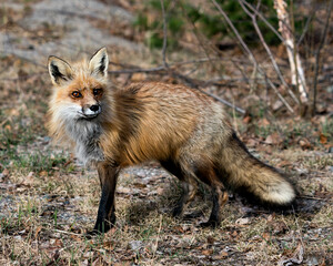 Red Fox Photo Stock. Fox Image. Springtime with blur background, displaying fox tail, fur, in its environment and habitat. Picture. Portrait. Photo