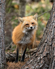 Red Fox Photo Stock. Fox Image.  Head close-up view between trees and looking at camera with a blur background. Picture. Portrait. Photo. Headsot.