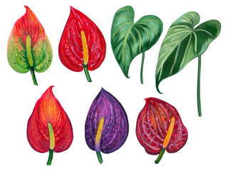 Hand painting watercolor illustrationinspired by anthurium and caladium and peace lily plants element