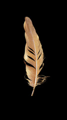 Golden beautiful feather isolated on dark background