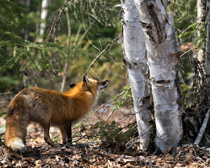 Red Fox Photo Stock. Fox Image. Close-up , looking up at birch tree in the spring season displaying fox tail, fur, in its habitat with a coniferous trees background and brown leaves on ground.